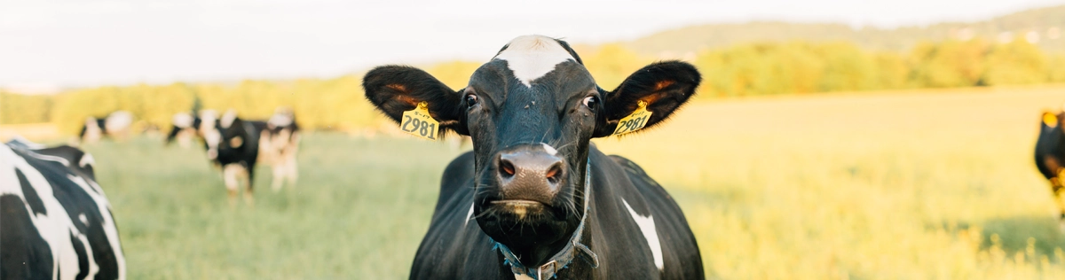 bovins vaches génisses - vétérinaire Côtes d'armor Morbihan Bretagne