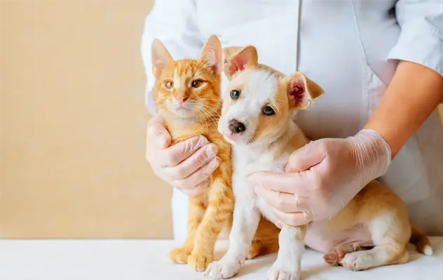 chirurgie prix chien et chat vétérinaire corlay guerlédan